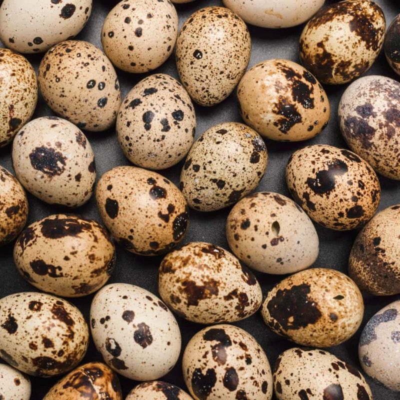 HUEVOS DE CODORNIZ